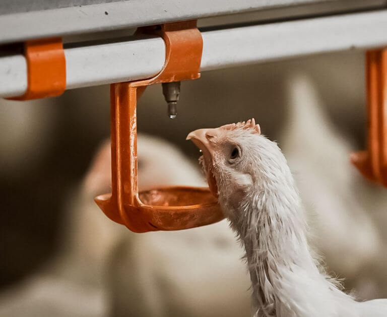 Enviva DUO dual-strain probiotic product for poultry, designed to support gut health and performance through waterline delivery