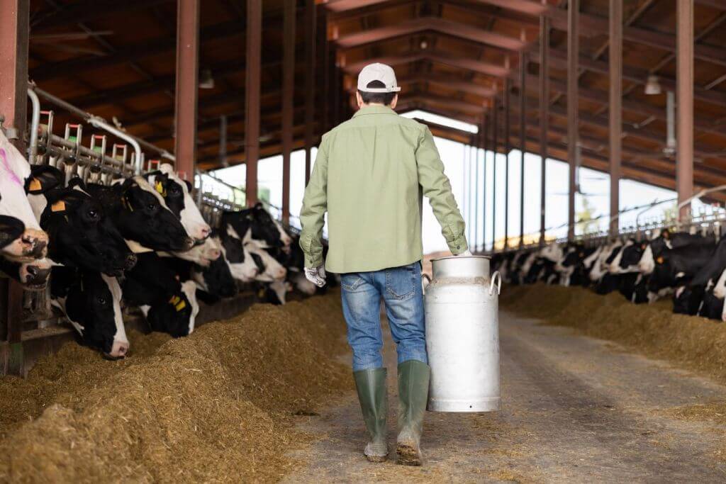 A person wearing a green shirt, blue jeans, and green boots walks down a barn aisle carrying a metal container, surrounded by cows feeding on fibrous feedstuffs.