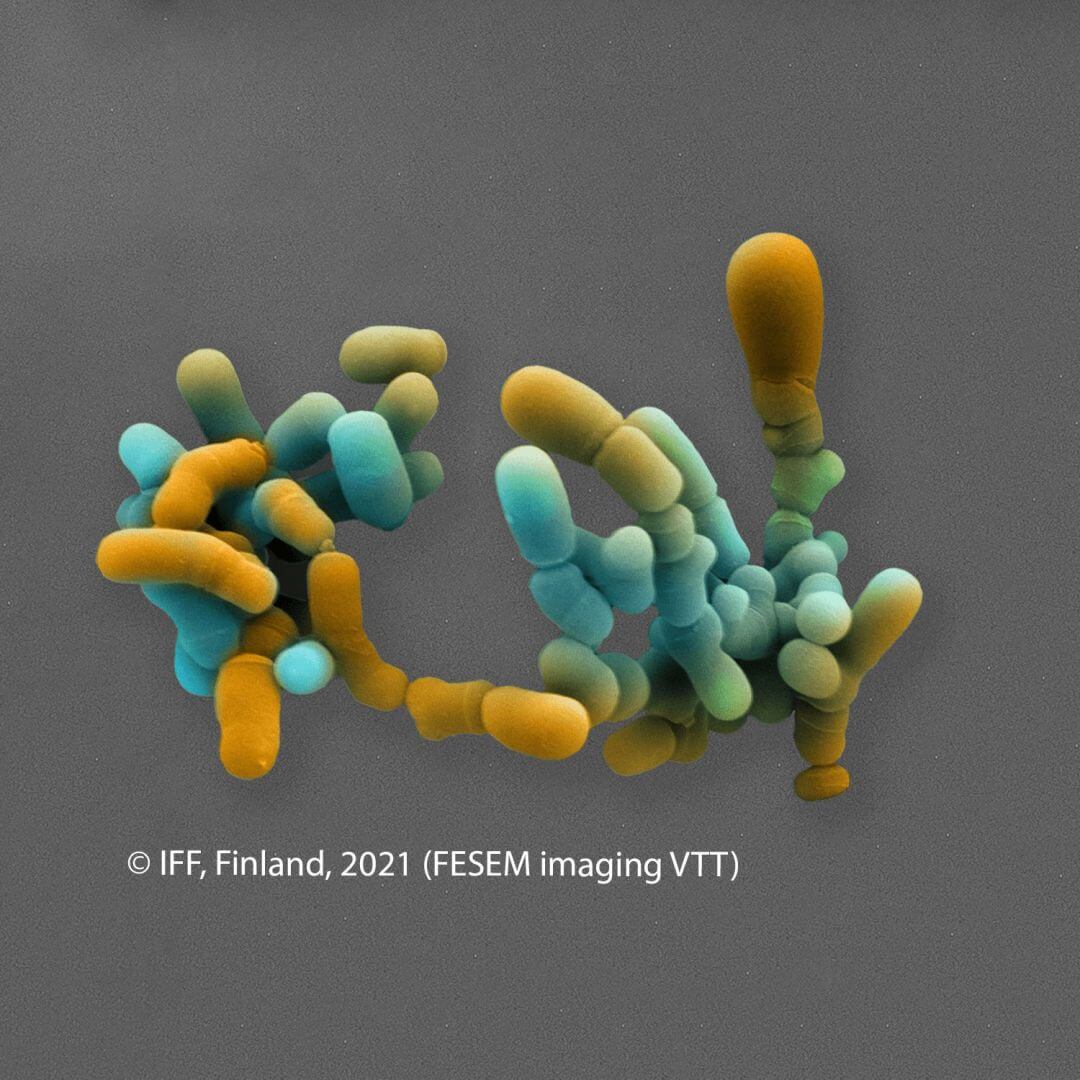 IFF_HS_Our-Products_HOWARU_Signature-Strains_Strains_Bl04