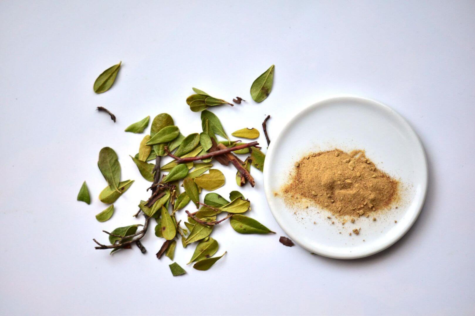 IFF_HS_Our-Products_Ingredients_Bearberry_7