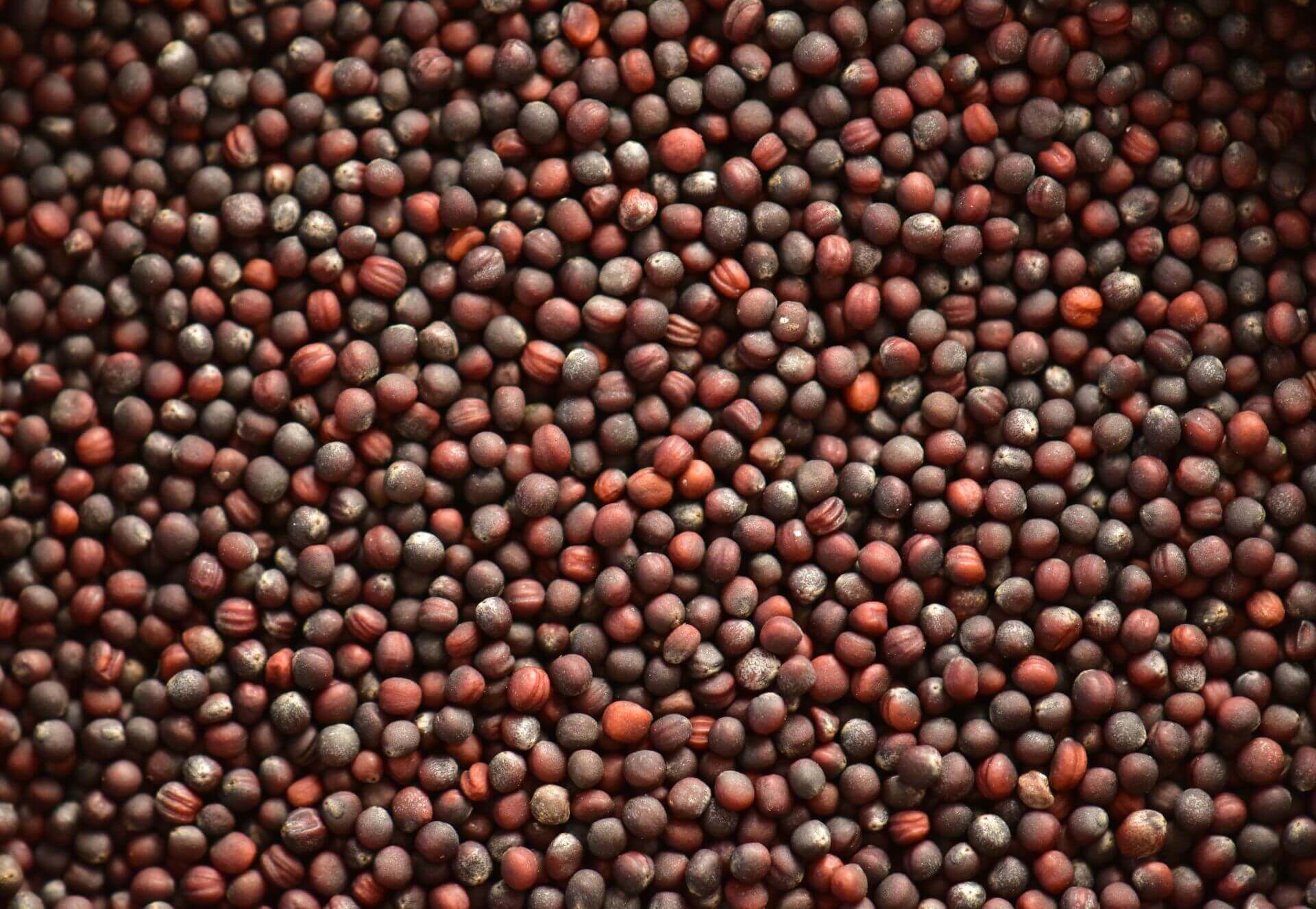 IFF_HS_Our-Products_Ingredients_Broccoraphanin-Broccoli-Seed_1
