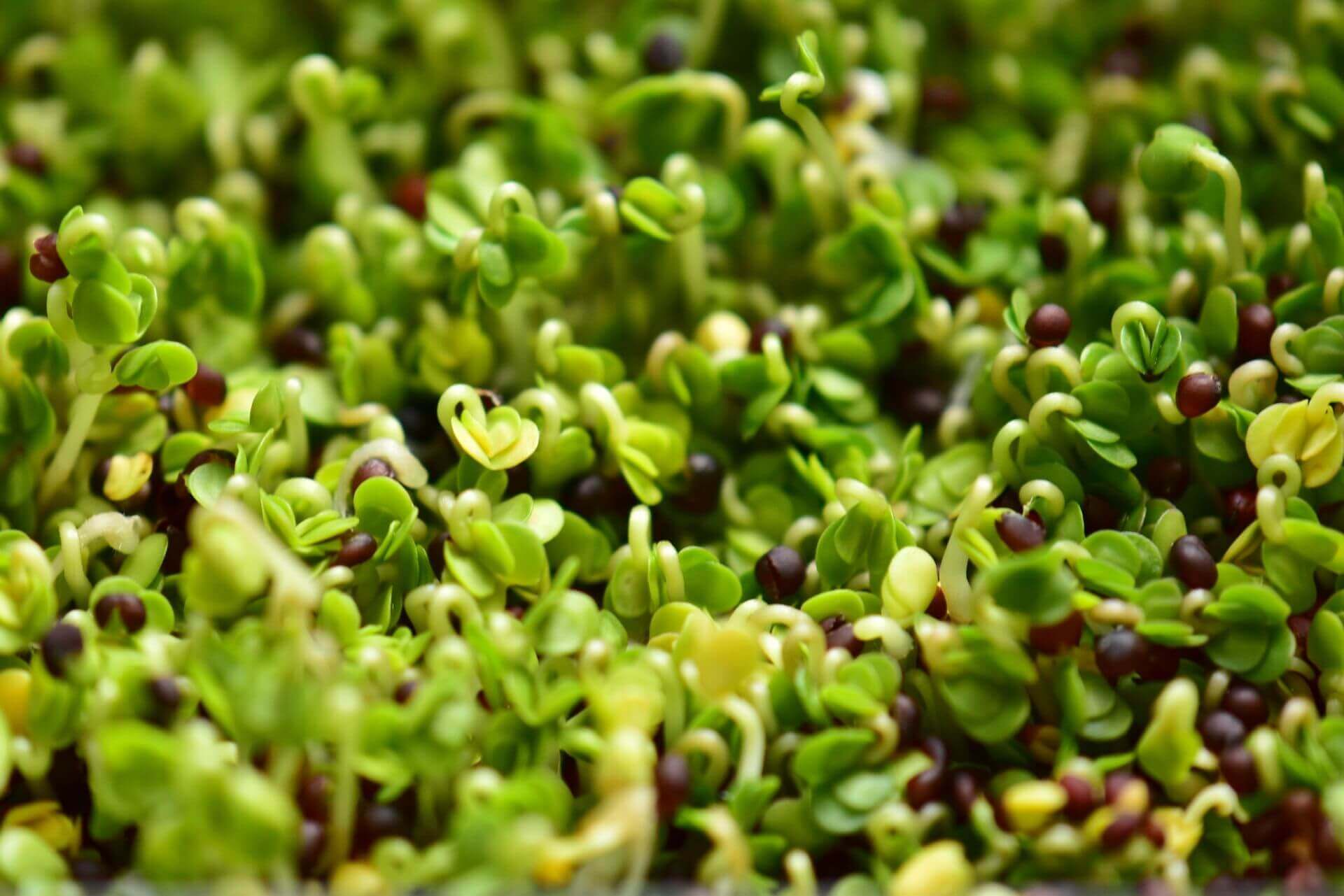 IFF_HS_Our-Products_Ingredients_Broccoraphanin-Broccoli-Sprout_2