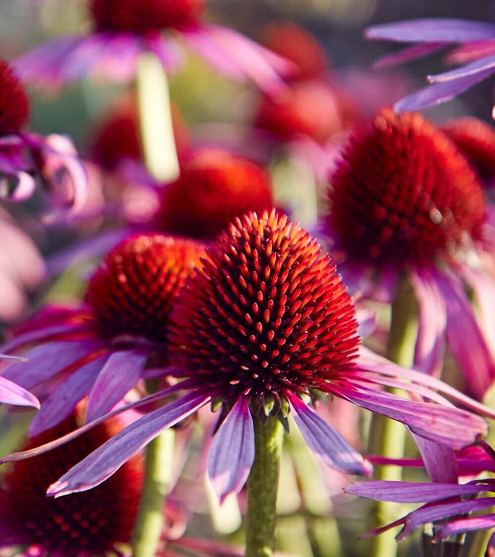 IFF_HS_Our-Products_Ingredients_Echinacea-Flower_2