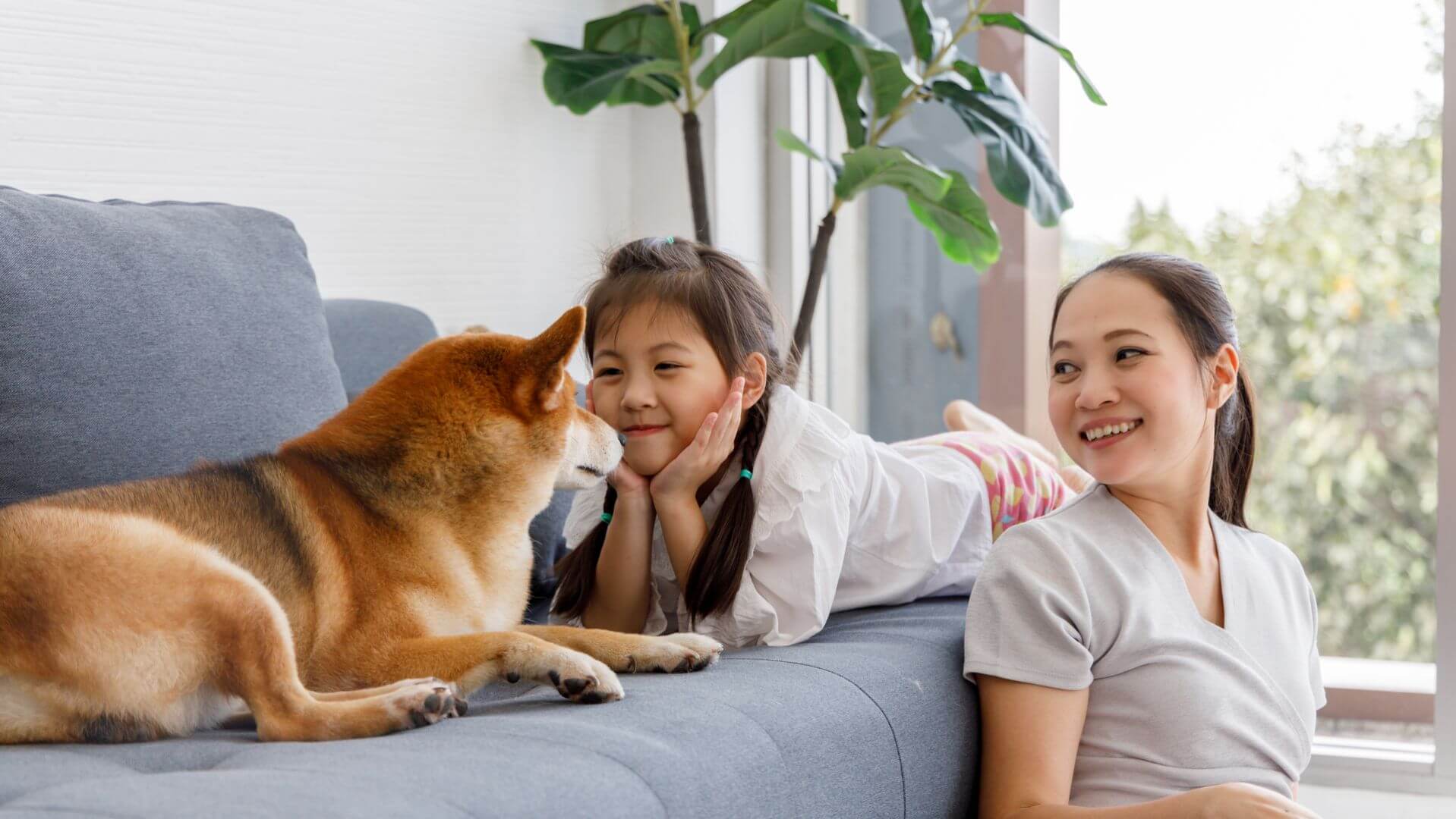 IFF_Pet-Health_Banner