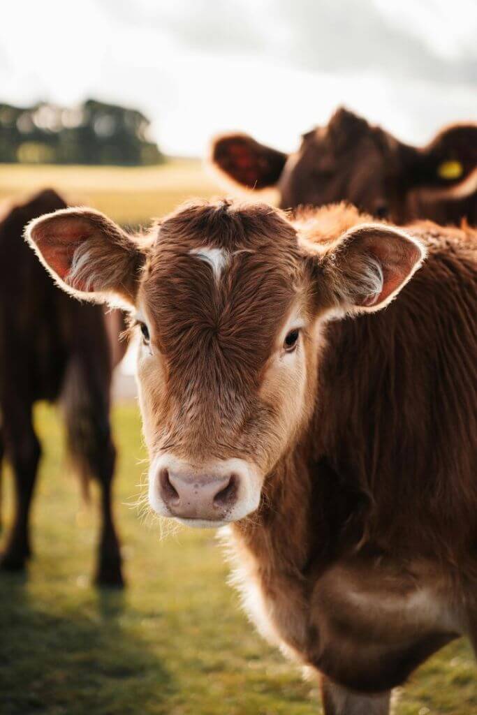 Close-up of a brown calf with a white marking on its forehead, standing outdoors with other cattle in the background.