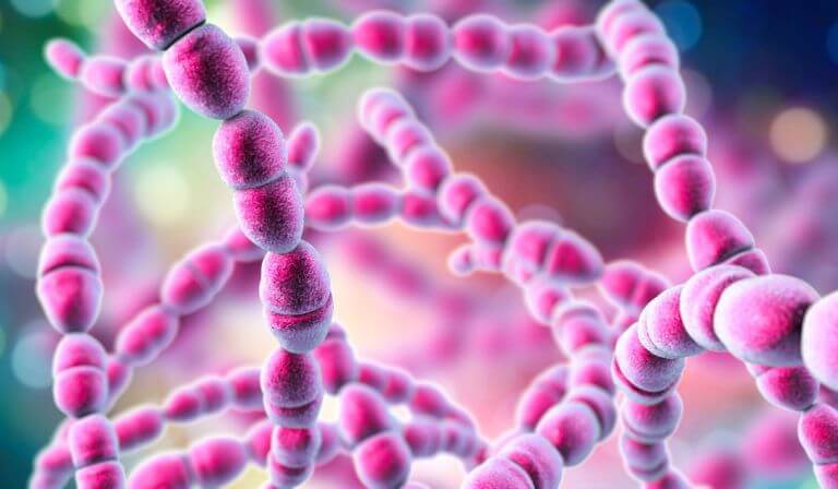 Strengthening phage resistance of Streptococcus thermophilus by leveraging complementary defense systems