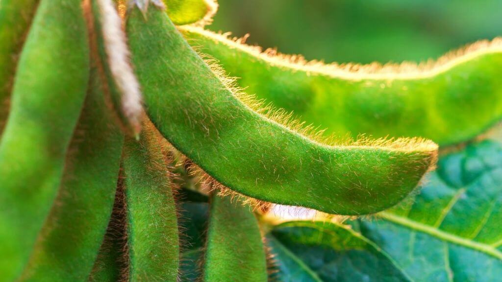 Soy Protein & Fiber
