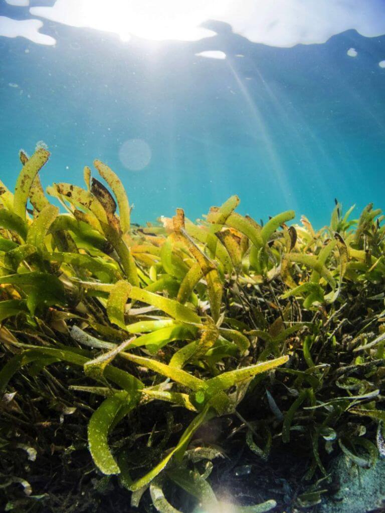 seaweed protein solutions