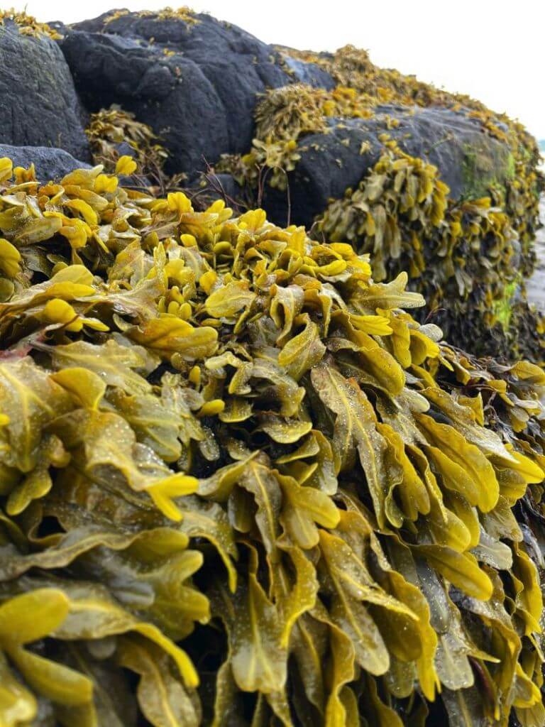 seaweed pet food products