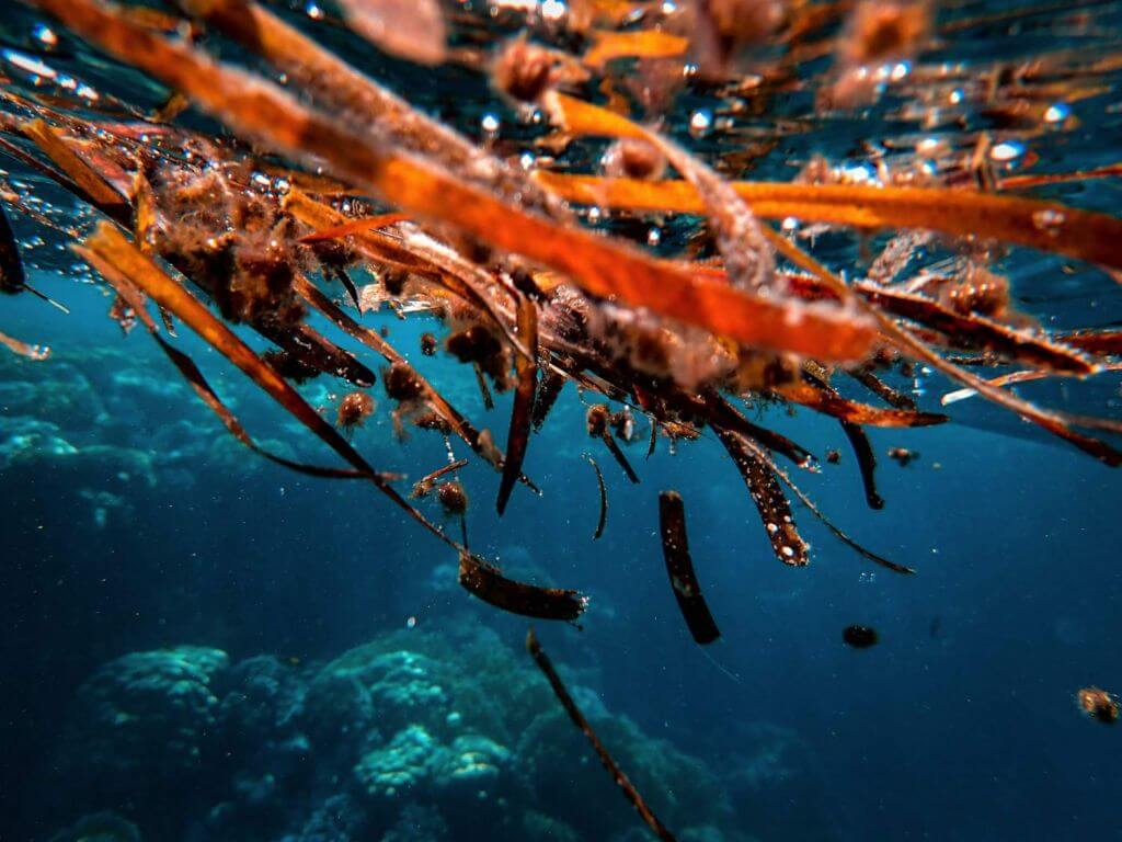 Alginate from brown seaweed