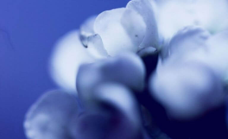 How is Perfume Made? A Complete Guide to Perfume Creation, From Brief to Ingredients and Innovation
