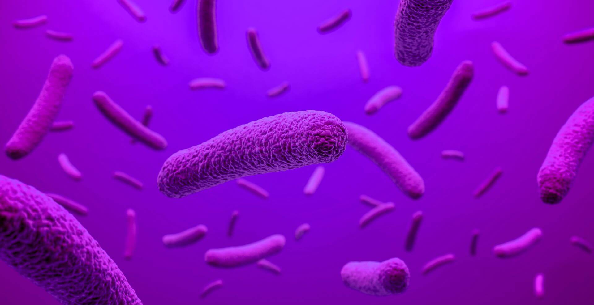 Rod-shape_microbiome_probiotic_Purple