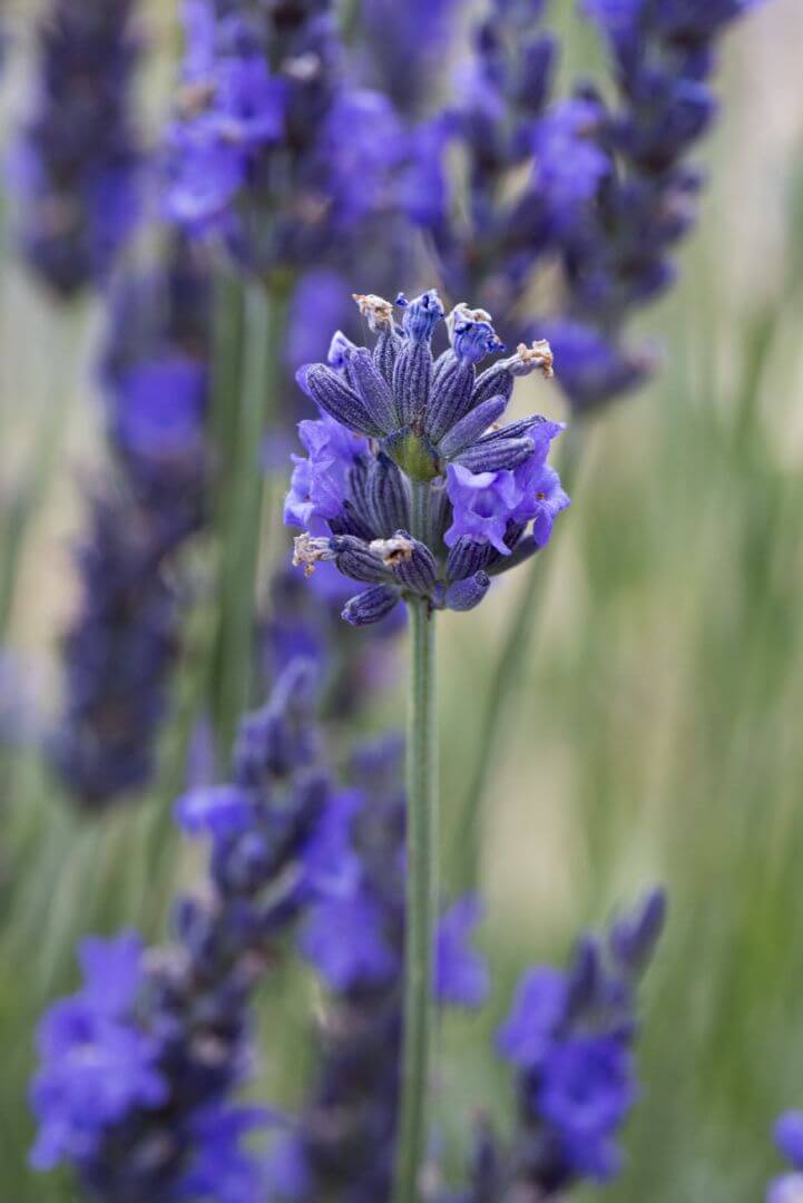 LMR Lavender_T5B7433 (1)