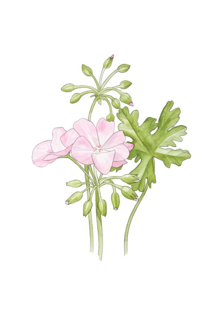 GERANIUM (Perlagonium Graveolens L tler)