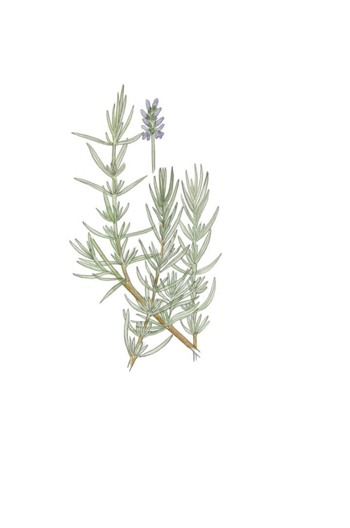 LAVANDIN GROSSO (Lavandula x Intermedia Emeric ex Loisel)