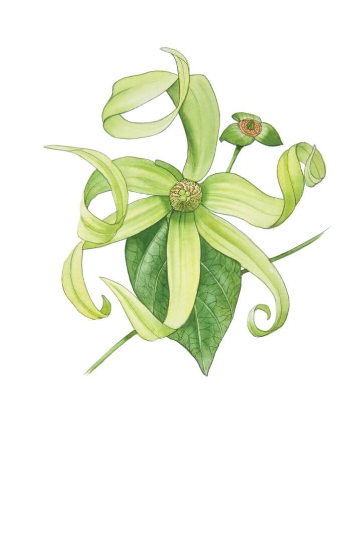 YLANG (Cananga Odorata (Lam) Hook. F & Thompson)
