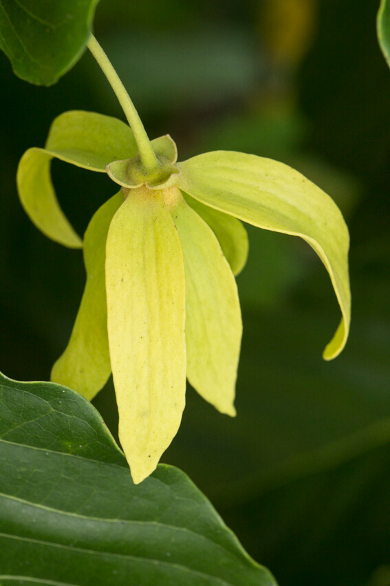 YLANG_OFFICIELLE_GM_BD_LMR_2020 (58)