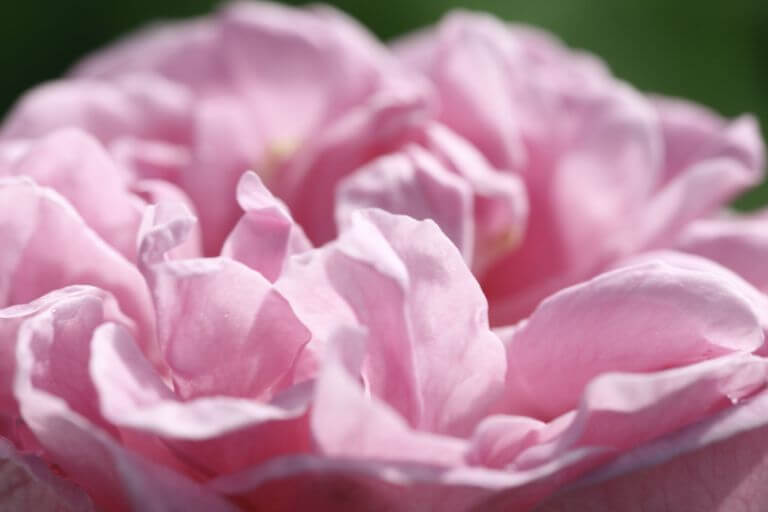 LMR_Rose_Turquie_HD_MG_8367