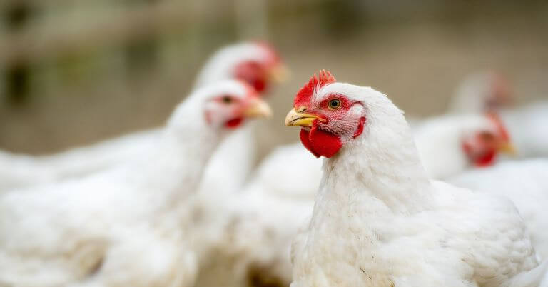 Optimizing Phytase in Animal Feed: Performance Starts With Knowing Your Limestone