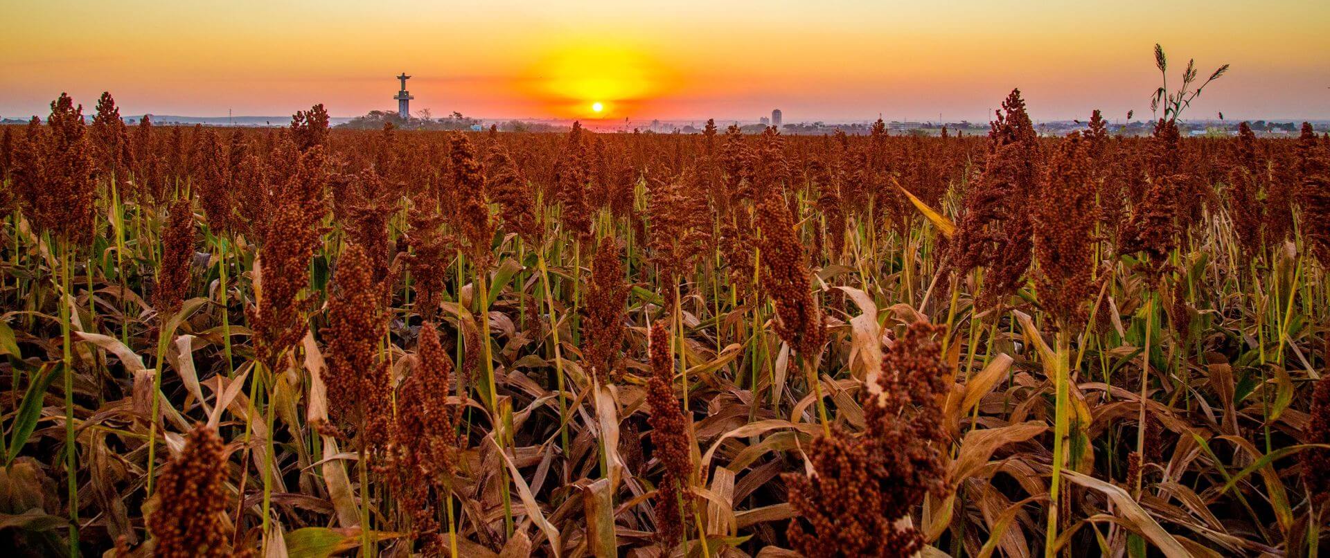 Mature sorghum crop growing in a field at sunset, with dense reddish-brown grain heads extending toward the horizon.