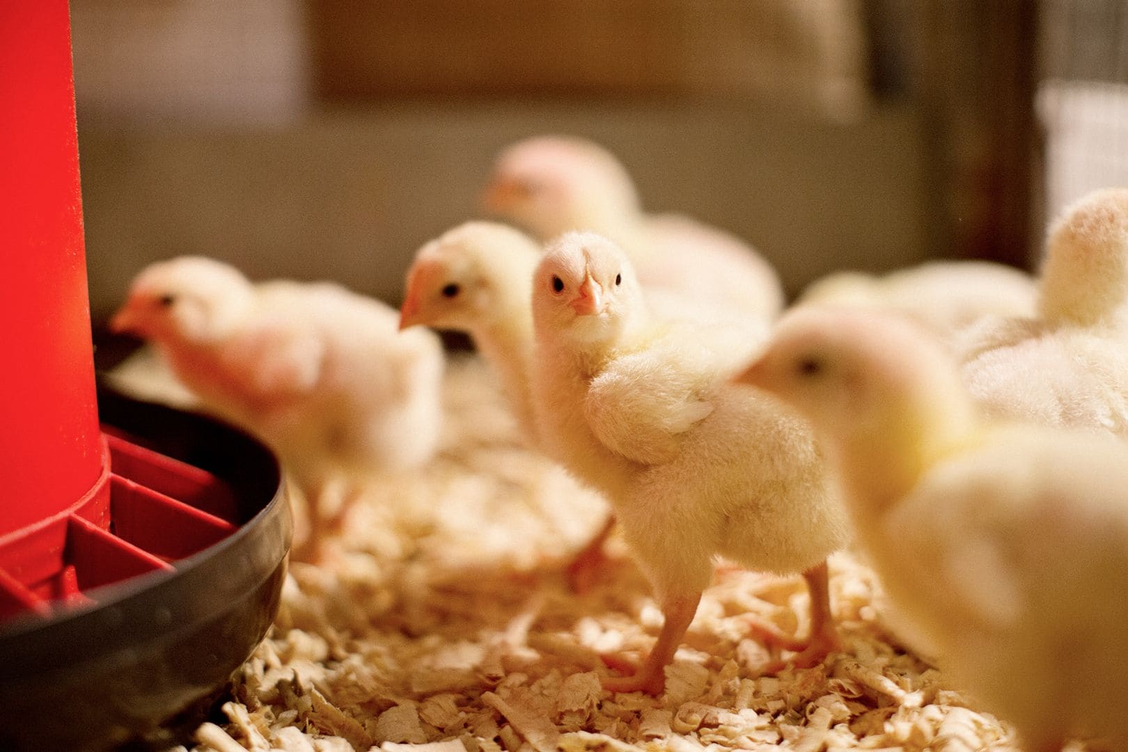 Young broiler chicks gathered around a feeder in a poultry brooding area, standing on wood shavings bedding.