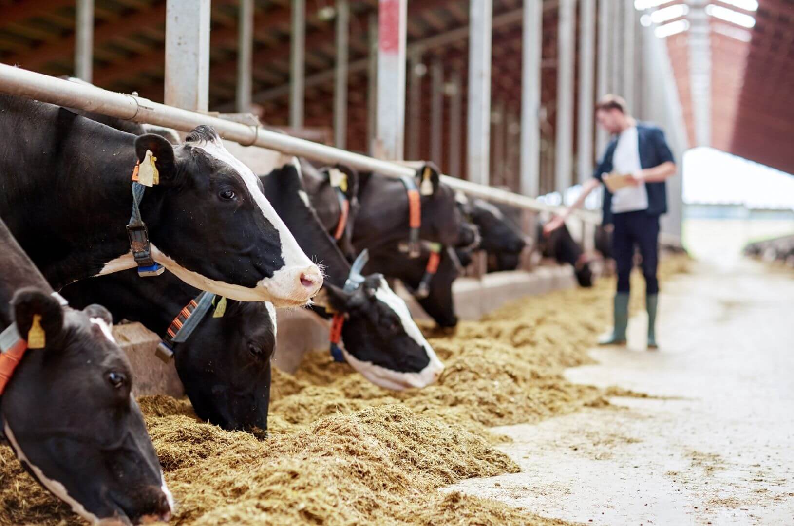 A farmer holding a notepad stands in a modern dairy barn, observing a herd of dairy cows feeding on a total mixed ration (TMR). The image highlights dairy farm management, herd monitoring, and dairy nutrition practices that support cow health and productivity.