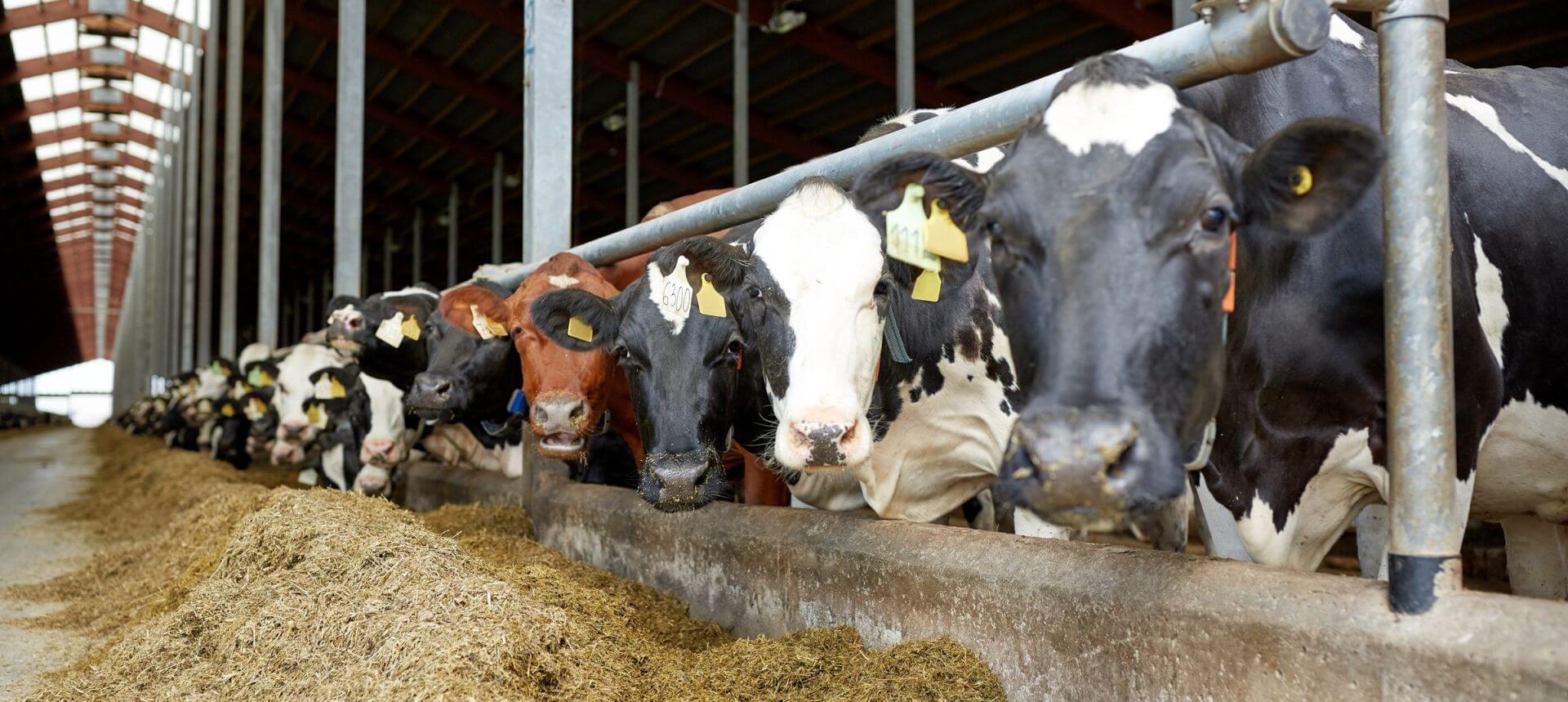 Dairy cows feeding on a mixed ration in a commercial dairy barn, reflecting nutrition strategies aimed at improving nutrient utilization, feed efficiency, and overall herd performance.