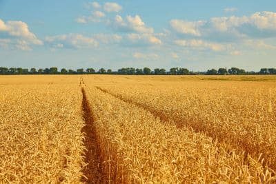 golden-wheat-field-with-blue-sky